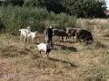 Агнета, шилета,ярета , снимка 3