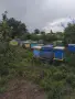 Пчелни семейства в кошери ДБ, снимка 4