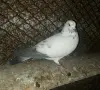 Гълъби   гълъби , снимка 2
