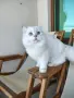 Британски котарак за разплод, снимка 4