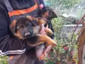 чистопородна немска овчарка, снимка 6