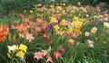 Цветя Хемерокалис – разсад за пролетно засаждане, снимка 12