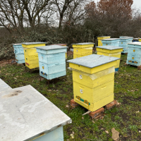 Продавам пчелни семейства с многокорпусен кошери, снимка 16 - За пчели - 44828345