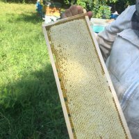 Домашен пчелен мед, снимка 2 - Пчелни продукти - 41658661