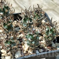 TURBINICARPUS FLAVIFLORUS VM 1016, снимка 1 - Стайни растения - 41444484