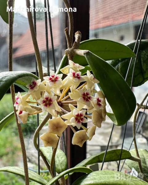 Hoya sp yok don , снимка 1