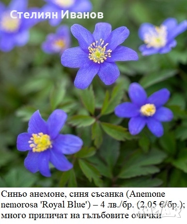 Синьо анемоне, синя съсанка (Anemone nemorosa 'Royal Blue') –  коренище, снимка 1