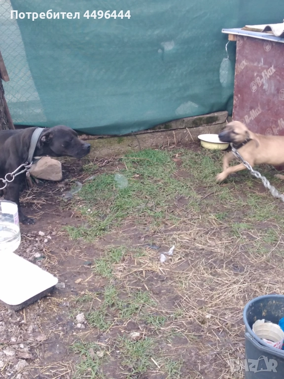  родословно питбулче 8месеца, снимка 1