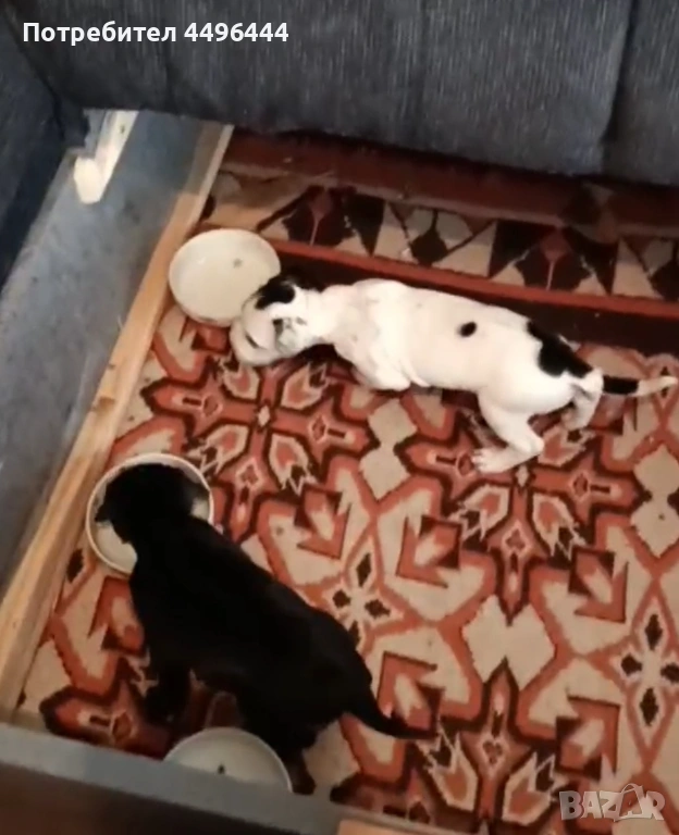 Продавам родословни питбулчета, снимка 1