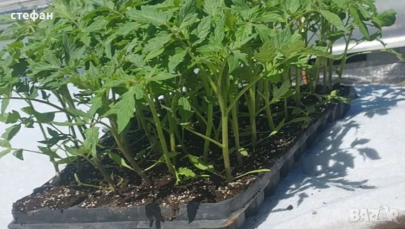Разсад домати краставици пипер , снимка 1