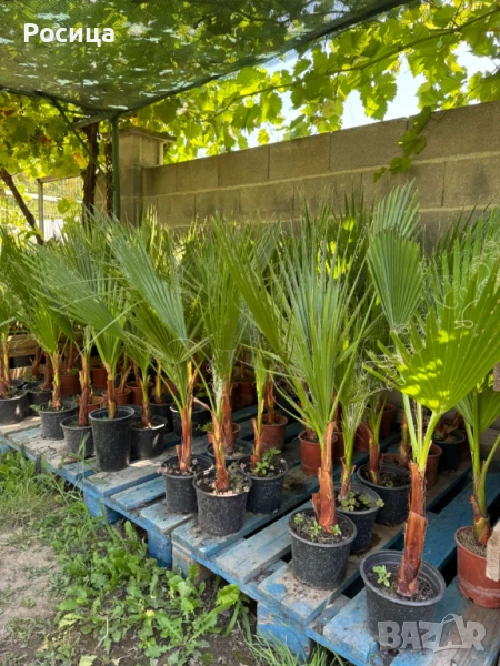 ТОП ОФЕРТА Палми Вашингтония ( Washingtonia ) - Цена 15.90лв, снимка 1