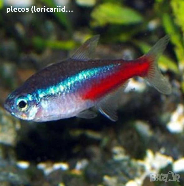 Син неон, снимка 1