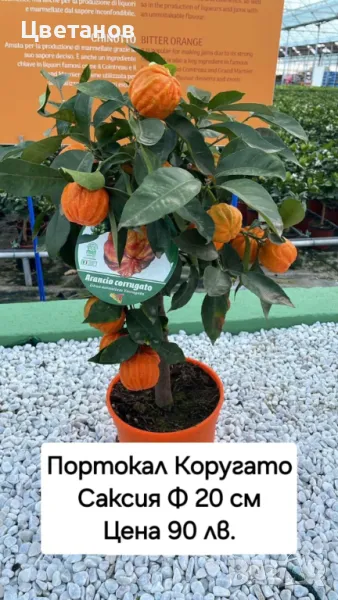 Портокал сорт Коругато, снимка 1