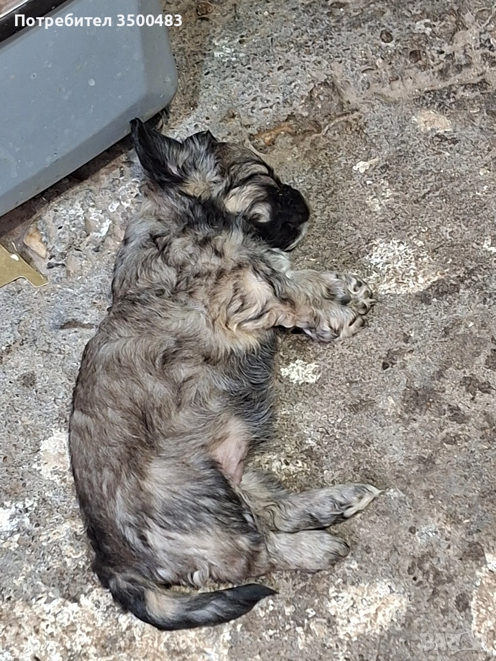 4 момичета и 1 момче Пекинези, снимка 1