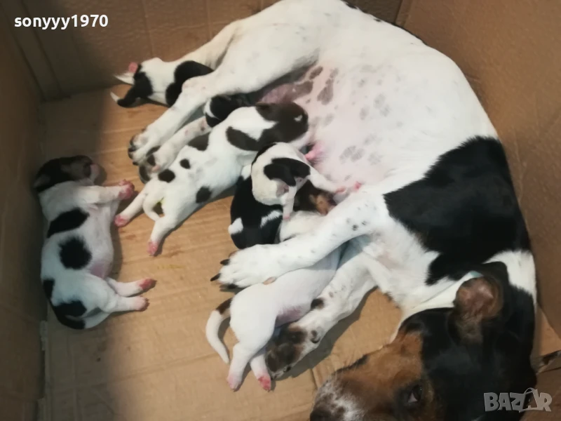 ДЖАК РЪСЕЛ-ПРОДАВАМЕ КУЧЕНЦА 2008250929, снимка 1