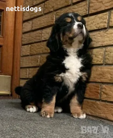 Бернски Овчарки, снимка 1
