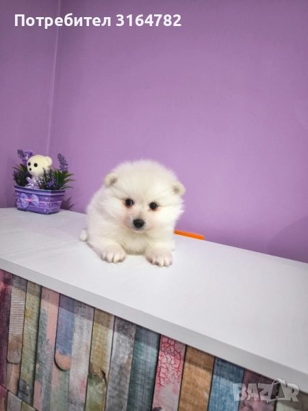 Померан Померани , снимка 1