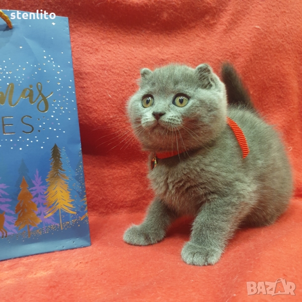 Шотландски котенца на 2 месеца, снимка 1