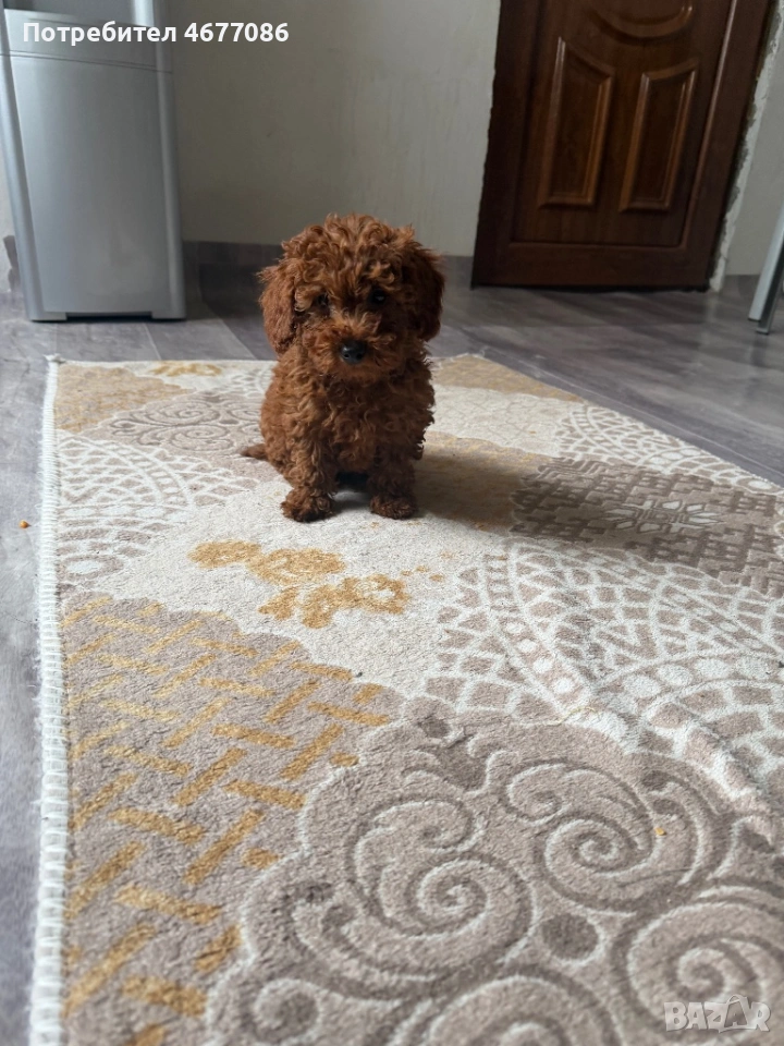 Toypudel на 3 месеца женски, снимка 1