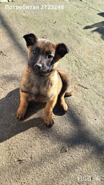 Кученце белгийска овчарка , снимка 1