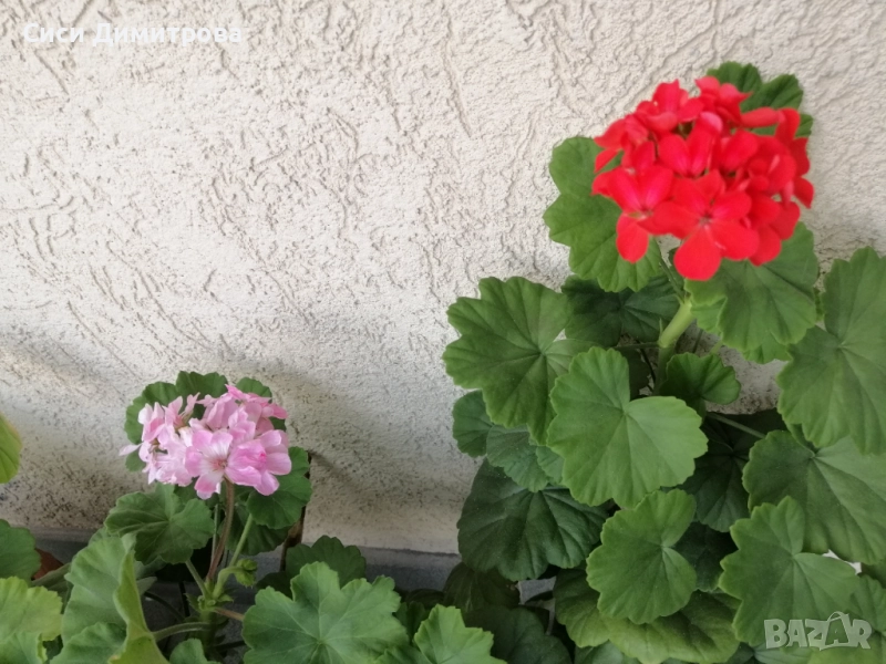 Мушкато, снимка 1