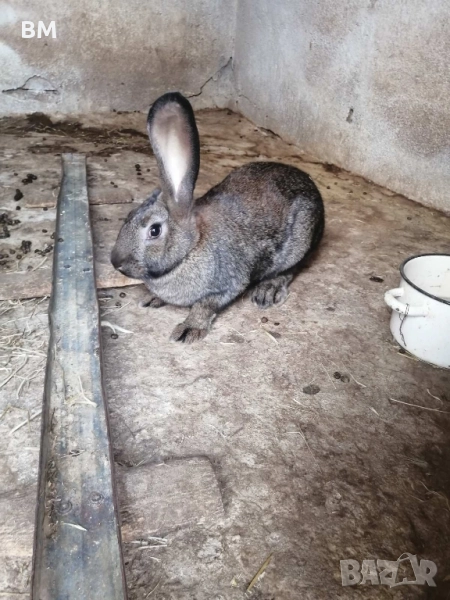 Женски зайци на 6 месеца, снимка 1