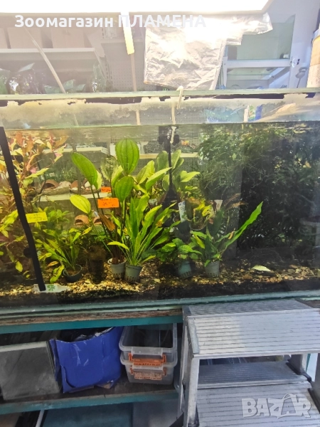 Растения видове , снимка 1