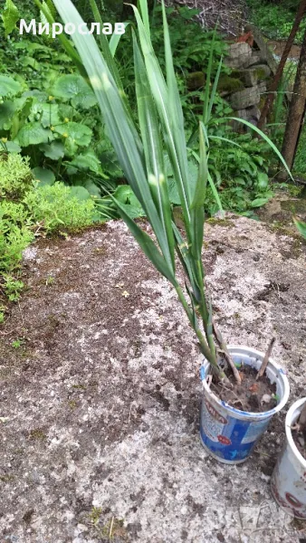 Продавам растения декоративна трева Мискантус Зебрина, снимка 1