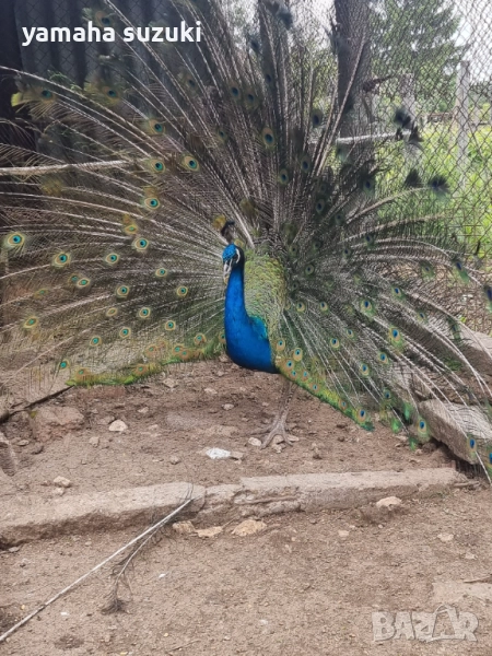 Мъжки паун на 2 г, снимка 1