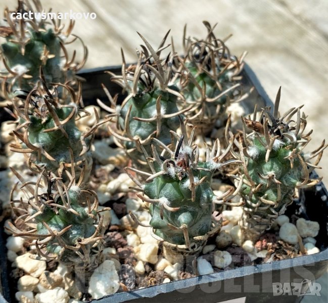 TURBINICARPUS FLAVIFLORUS VM 1016, снимка 1