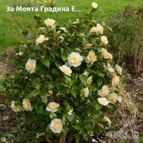 Камелия - Kamelia flower, снимка 5 - Градински цветя и растения - 49761578