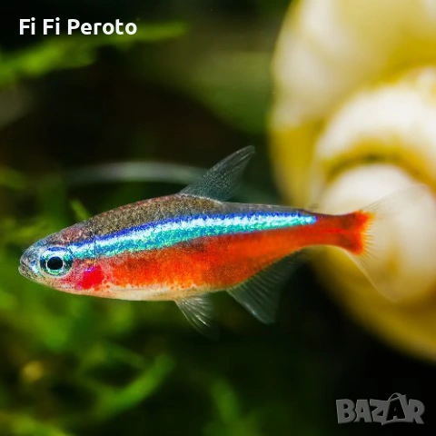 rasbora neon blue diamond fish, снимка 2 - Рибки - 53853226
