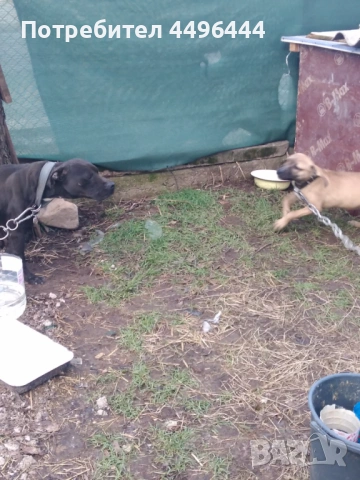  родословно питбулче 8месеца