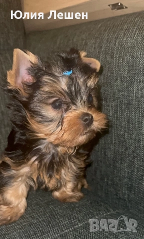 Йоркширски териер момче 