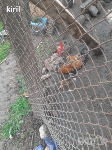 Продавам пуйки и петли , снимка 4 - Кокошки и пуйки - 51771019