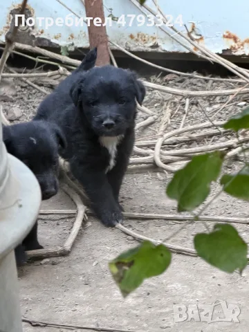 Подарявам кученца на 1 месец