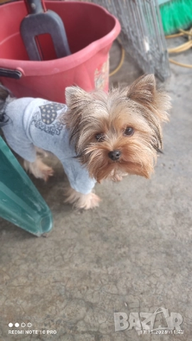 Йоркширски териер , снимка 5 - Йоркширски териер - 50828289