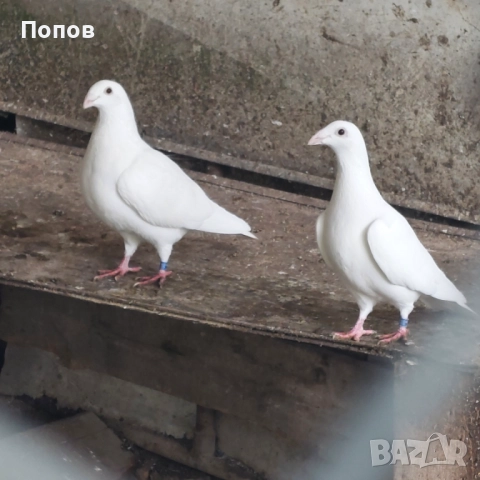 Продавам бели спортни, снимка 4 - Гълъби - 52035078