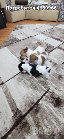 Джак ръсел малък, снимка 6 - Джак ръсел териер - 52874871