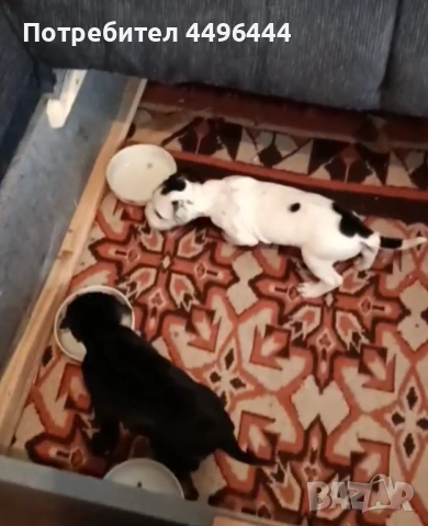 Продавам родословни питбулчета