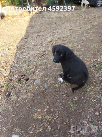 Кученца , снимка 2 - Други - 51697464