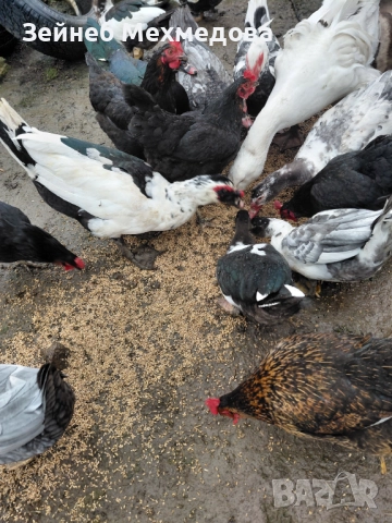 Неми патици, снимка 2 - Патици и гъски - 52582988