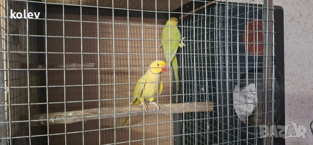 Папагали Малък Александър /двойка, снимка 3 - Папагали - 43090136
