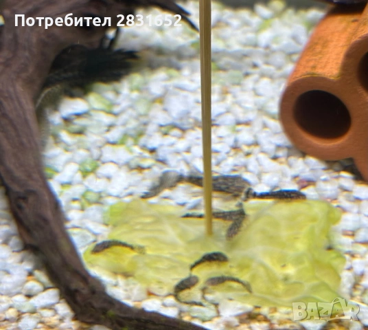 Продавам анциструси (Ancistrus sp.) – домашно отгледани, снимка 2 - Рибки - 53329200