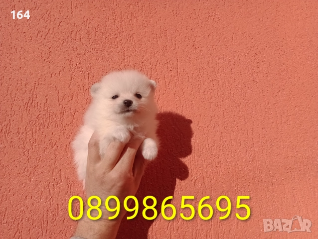 Бели Померани. Реални снимки от 29.12.25 г. , снимка 10 - Померан - 52908974