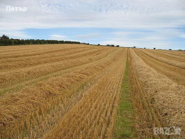 Земеделска Земя , Нива 36 дка