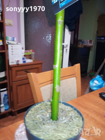 PATIO SALIX LONA-ВЪРБА 60СМ В САКСИЯ 0903241833, снимка 3 - Градински цветя и растения - 44686087