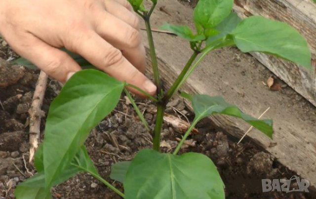 Тор -Почвена смес Компост за ЗЕЛЕНЧУЦИ, картофи, гъби, лук, чесън, семена, фасул, снимка 5 - Тор и почвени смеси - 42132046