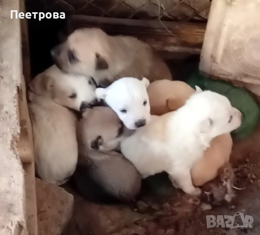 Кученца за подаряване., снимка 3 - Други - 53142979