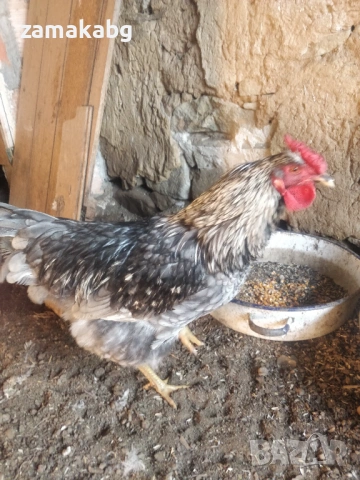 Продавам 2 млади едри петли на по 8-9 месеца, домашно свободно гледани, снимка 3 - Кокошки и пуйки - 53162112